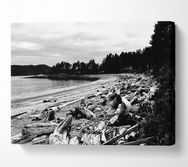 Black And White Driftwood Ocean