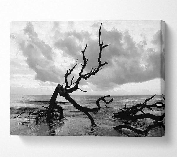 Ocean Driftwood B n W