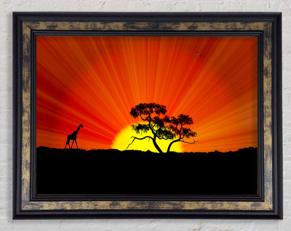 African Sunblaze