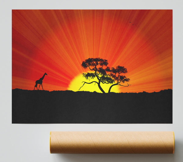 African Sunblaze