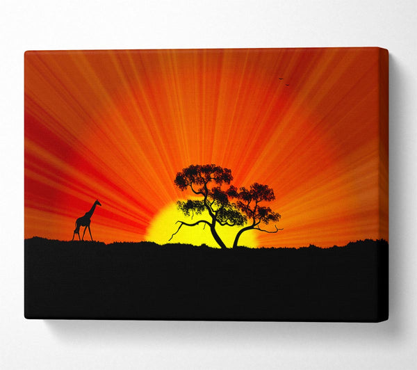 African Sunblaze