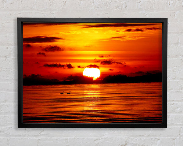 Swans On The Orange Ocean Reflection