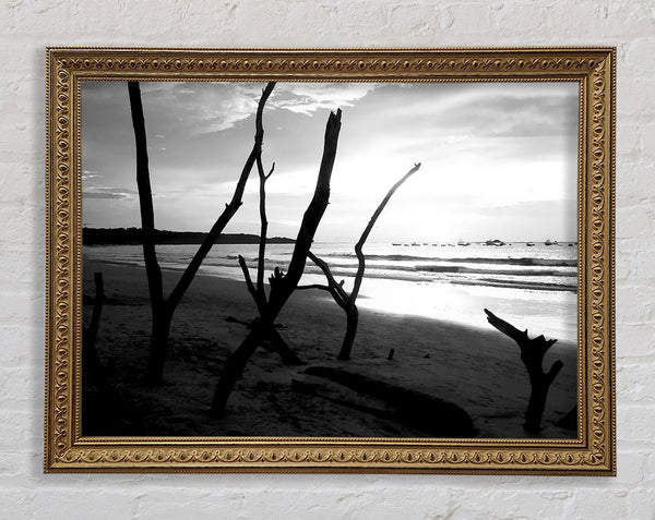 Driftwood Beach B n W