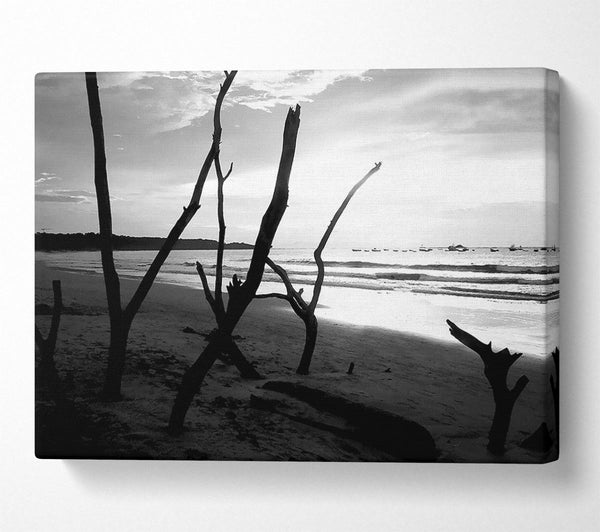 Driftwood Beach B n W