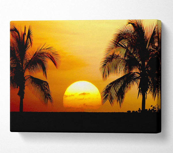 Palmtree Sunset