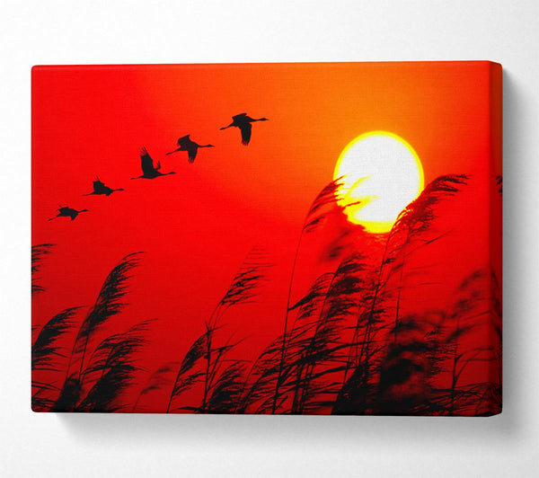 Geese In Flight Under The Red Sun