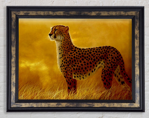 African Cheetah