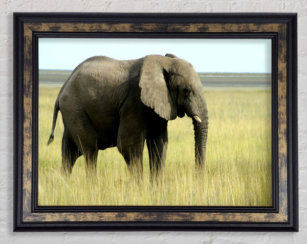 African Elephant Namibia