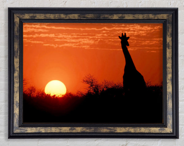 African Sunset Giraffe