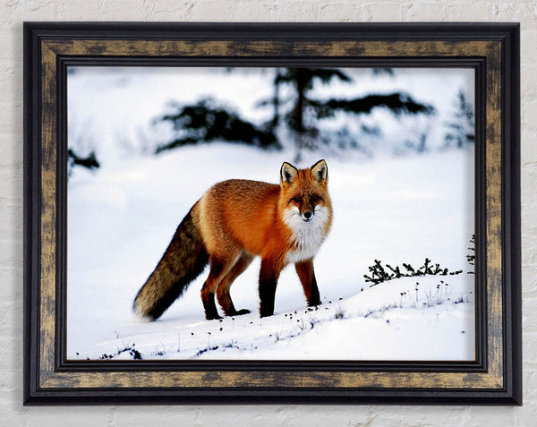 Arctic Fox In Snow