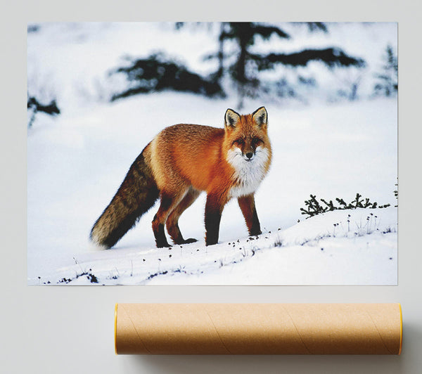 Arctic Fox In Snow