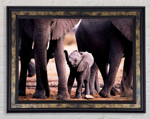 Baby Elephant Love