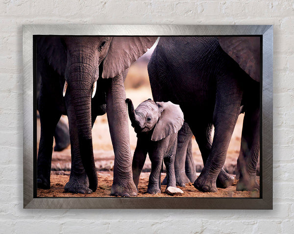 Baby Elephant Love