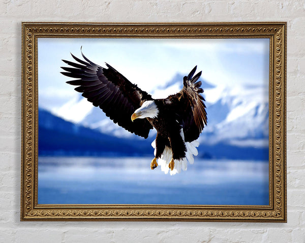 Bald Eagle In Flight Alaska