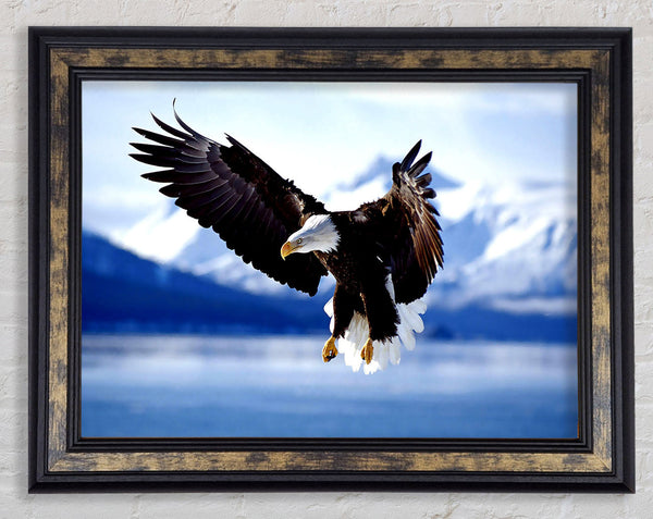 Bald Eagle In Flight Alaska