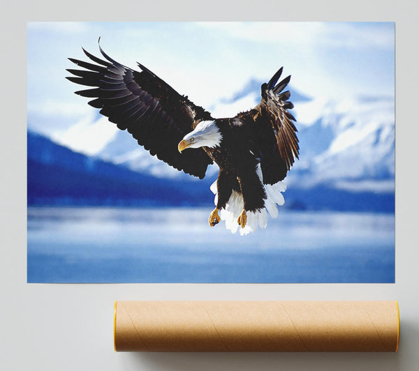 Bald Eagle In Flight Alaska