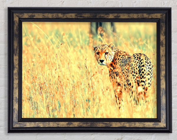 Beautiful Cheetah