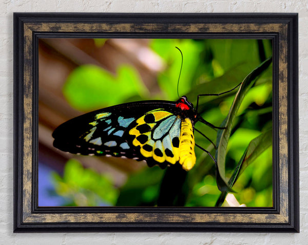 Beautiful Colourful Butterfly