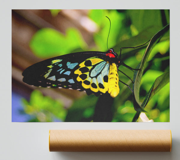 Beautiful Colourful Butterfly