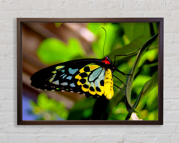 Beautiful Colourful Butterfly