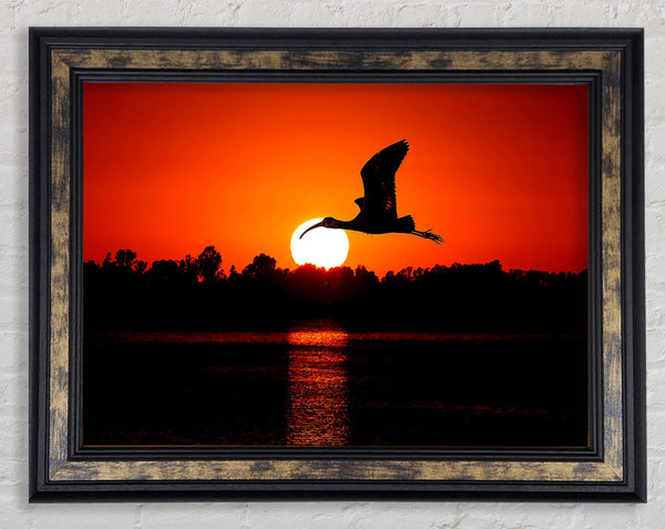 Bird Flying At Sunset