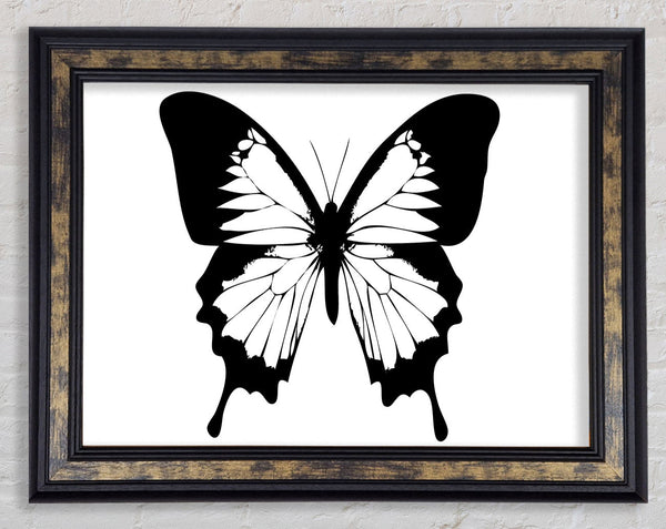 Black And White Butterfly Wings