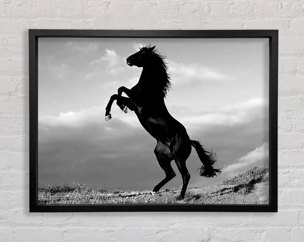 Black Wild Stallion