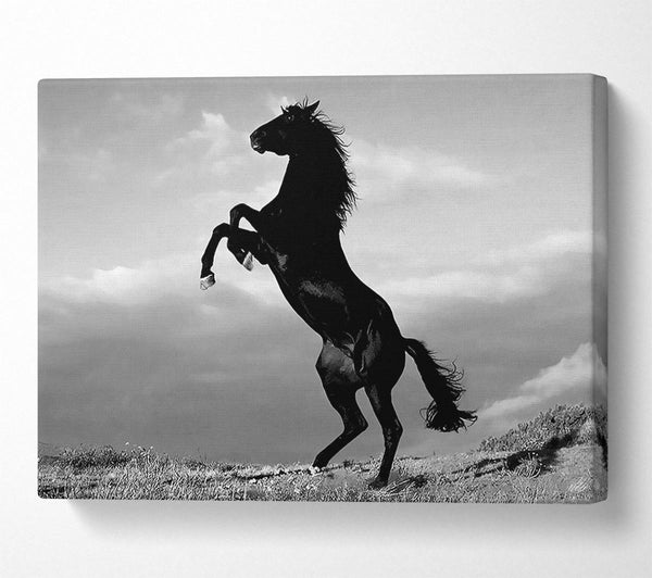 Black Wild Stallion