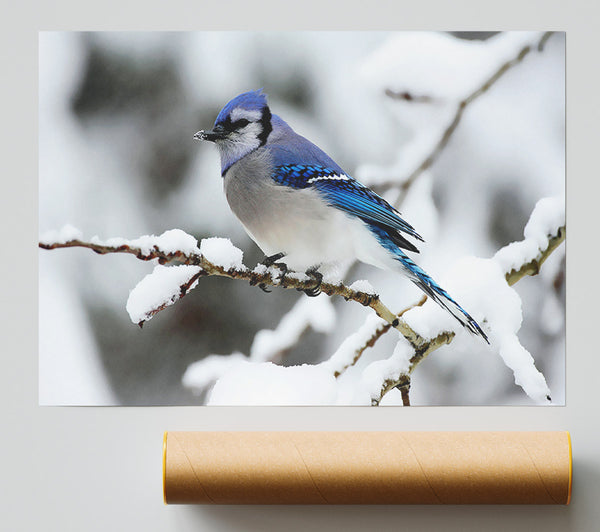 Blue Tit Winter