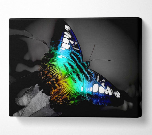 Bright Butterfly