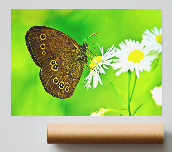 Butterfly Close Up