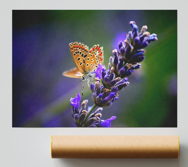 Butterfly On Lavender Flower