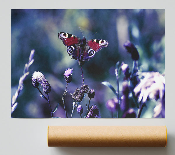 Butterfly With Open Wings