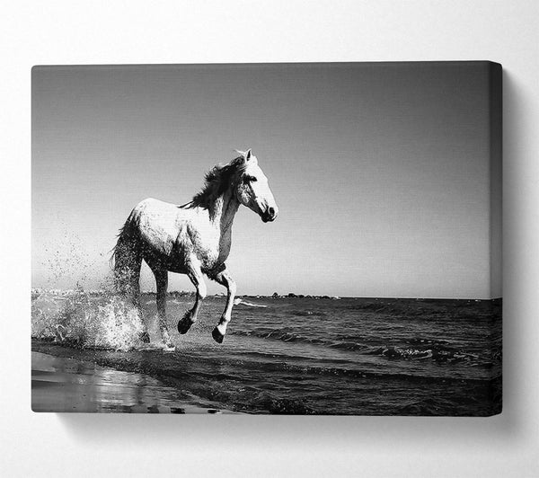 Camargue White Horse