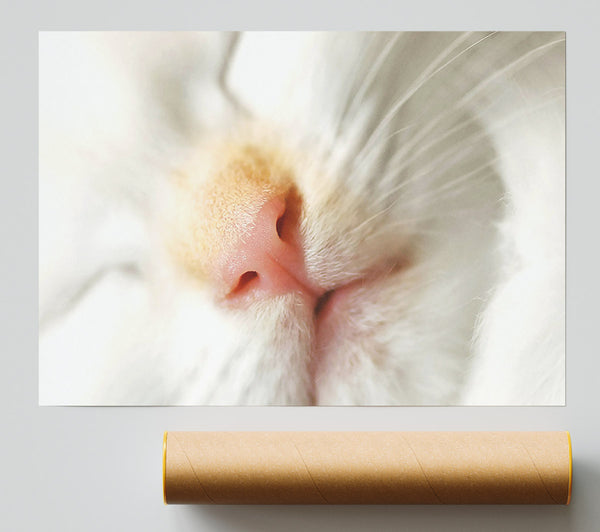 Cat Nose