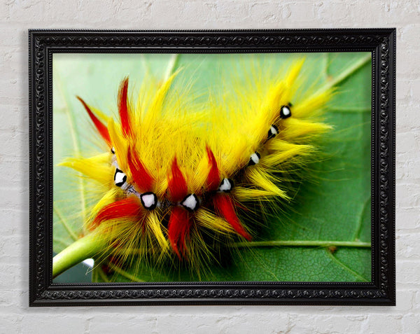 Caterpillar Beauty