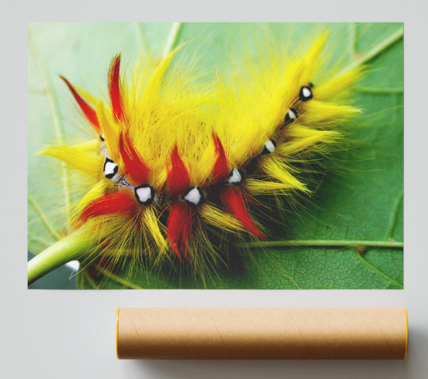 Caterpillar Beauty