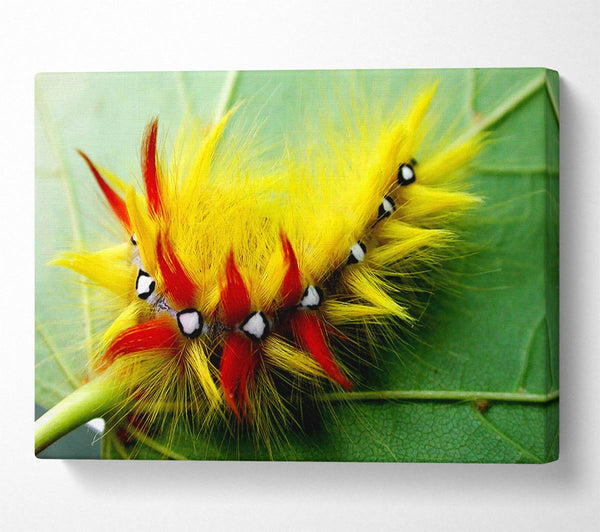 Caterpillar Beauty