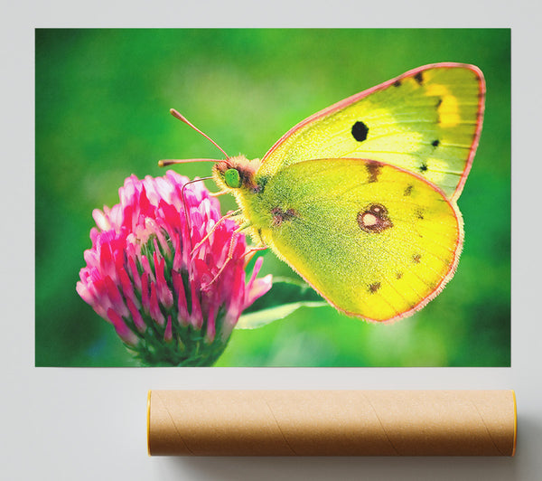 Colias Hyale Butterfly