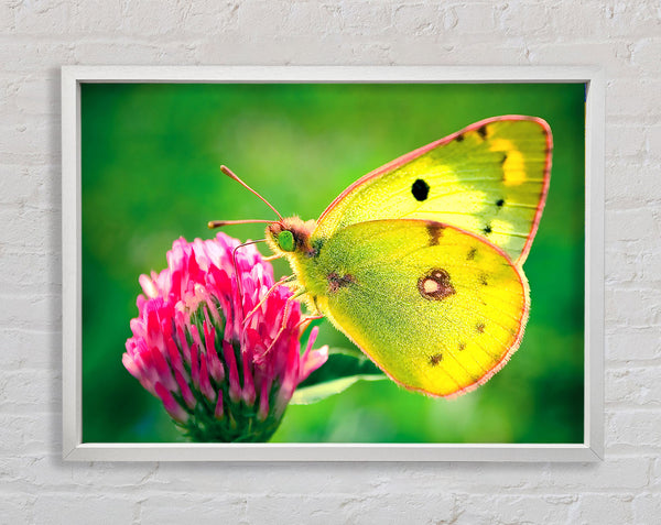 Colias Hyale Butterfly