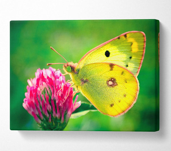 Colias Hyale Butterfly