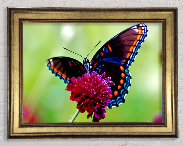 Colourful Butterfly Flower