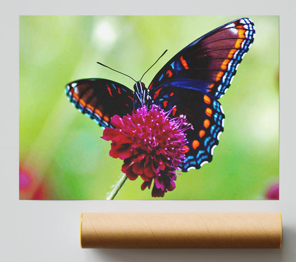 Colourful Butterfly Flower