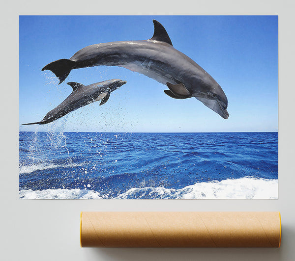 Common Bottlenose Dolphins