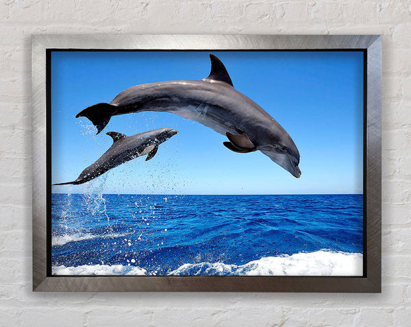 Common Bottlenose Dolphins