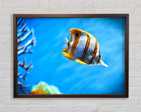 Copperband Butterfly Fish