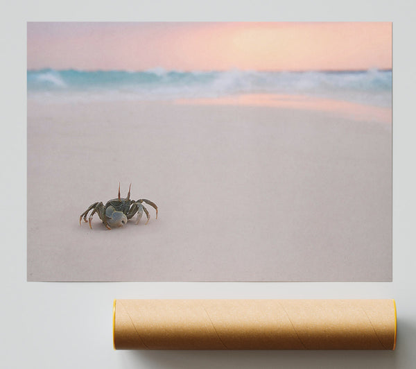 Crab On Beach