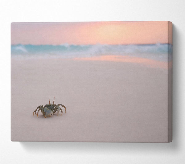 Crab On Beach