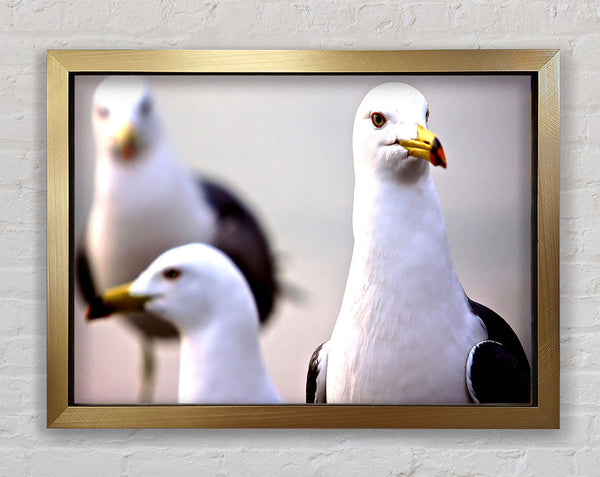 Curious Seagull