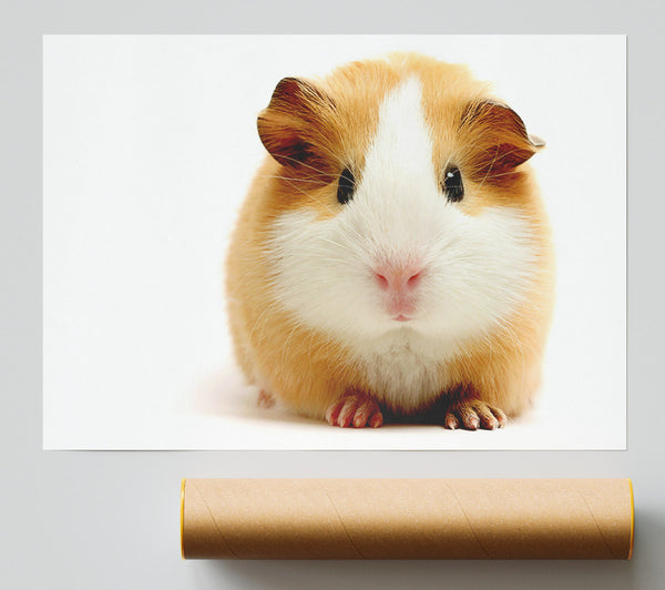 Cute Guinea Pig